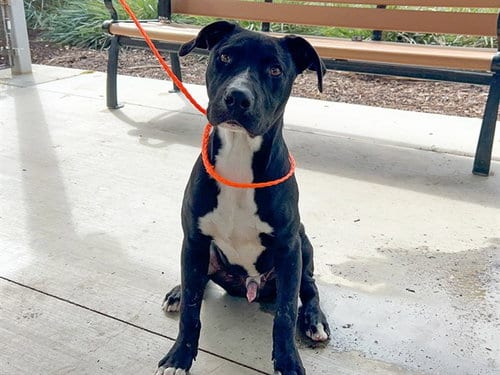 Photo of Zephyr, adoptable Great Dane in Orange, California