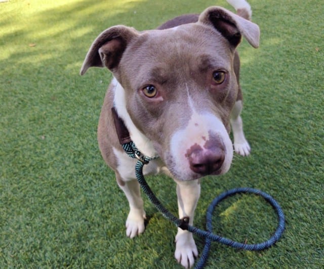 Photo of Paloma, adoptable Pit Bull Terrier mix in San José, California