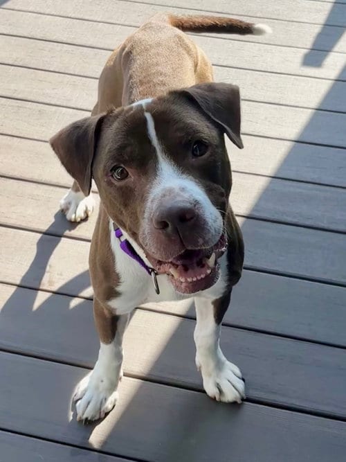 Photo of Bluebeard, adoptable Pit Bull Terrier in Crete, Illinois