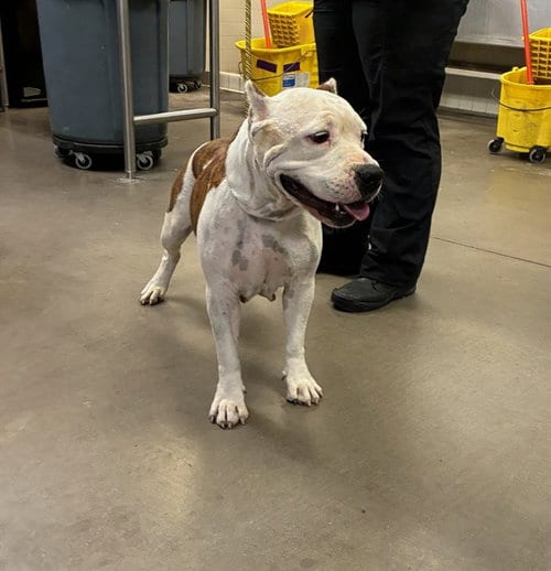 Photo of Ms Pepper, adoptable American Pit Bull Terrier in Phoenix, Arizona