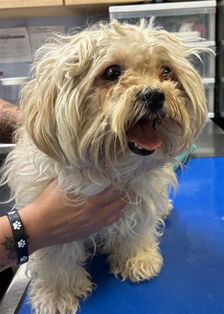 Photo of Benny, adoptable Maltese in Phoenix, Arizona