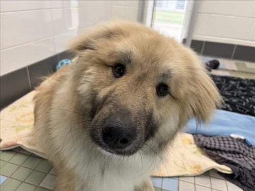 Photo of Chicken Little, adoptable Anatolian Shepherd in Fort Collins, Colorado