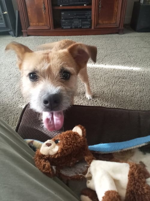 Photo of Katty, adoptable Terrier in Tonawanda, New York