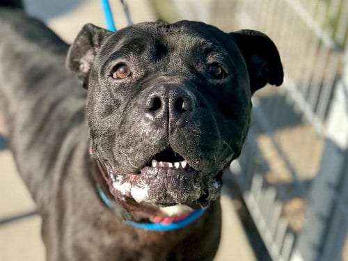Photo of Orca, adoptable Pit Bull Terrier in Martinez, California
