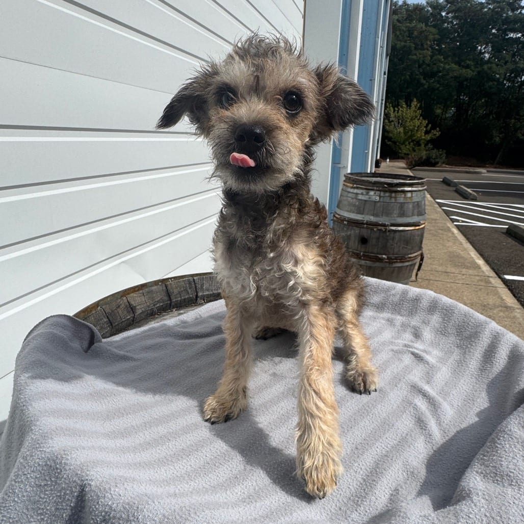 Photo of Tater, adoptable Terrier / Mixed Breed (Small) in Newberg, Oregon