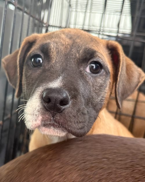 Photo of Baby Jasmine, adoptable Catahoula Leopard Dog in Atlanta, Georgia