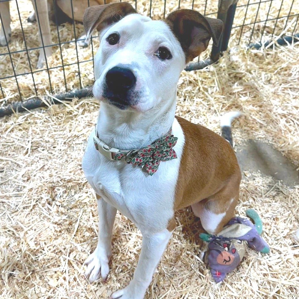Photo of Bambi, adoptable Mixed Breed (Medium) / Mixed Breed (Medium) in Riverwoods, Illinois