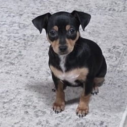 Photo of Duchess GC, adoptable Chihuahua Mixed Breed (Small) in Hartford, Connecticut