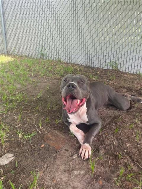 Photo of A523428, adoptable Pit Bull Terrier in Wilmington, North Carolina