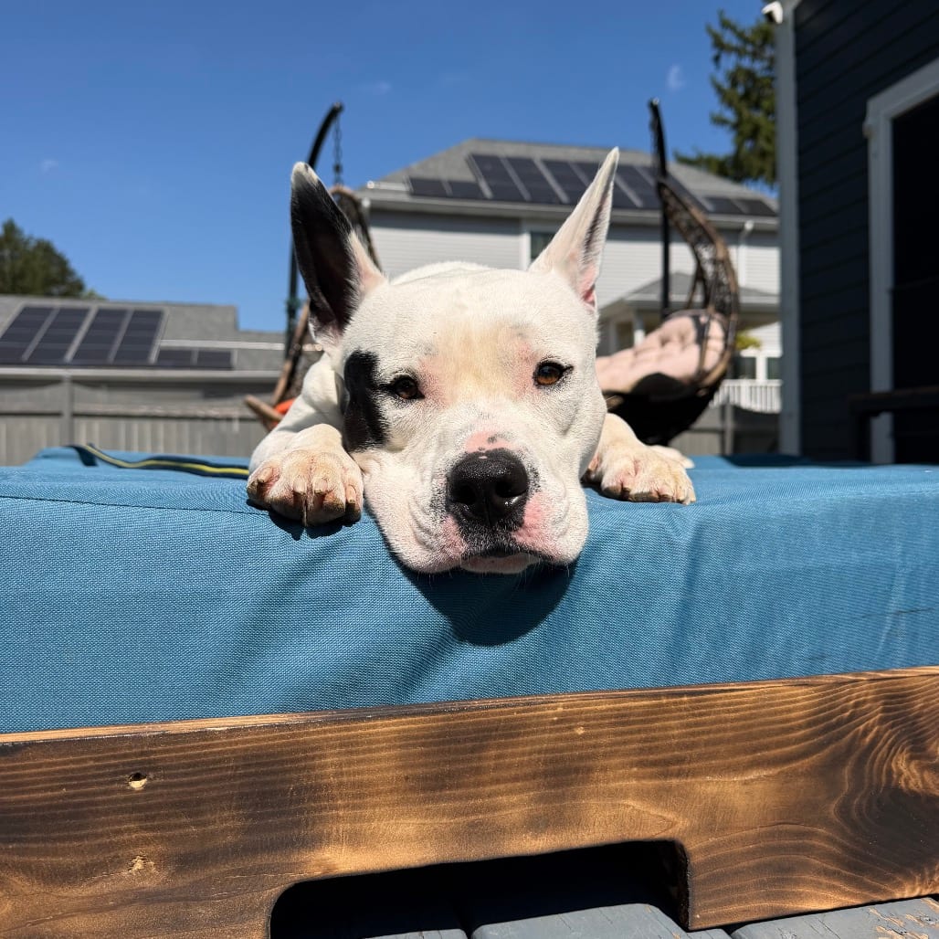 Photo of Topsail, adoptable Terrier, American Pit Bull in Riverwoods, Illinois