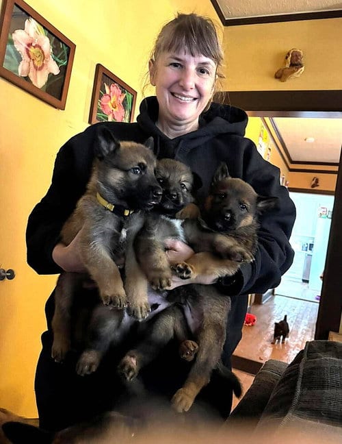 Photo of Pumpkins Litter Sorrel - Located in SC, adoptable Belgian Shepherd Malinois in Imlay City, Michigan