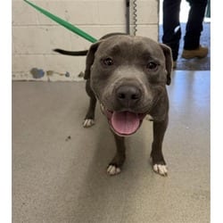 Photo of Big Boy, adoptable American Pit Bull Terrier in San Bernardino, California