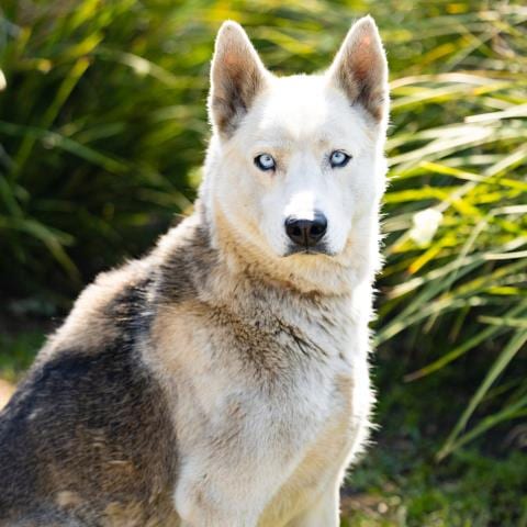 Photo of Baby, adoptable Husky in Camarillo, California