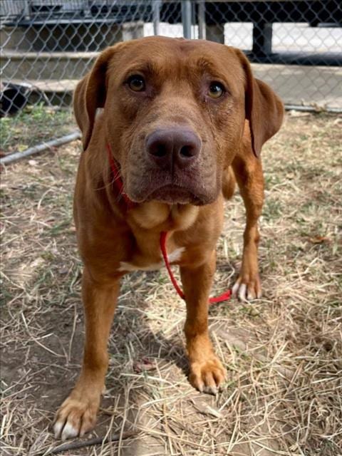 Photo of Rudeus, adoptable Labrador Retriever in Tulsa, Oklahoma