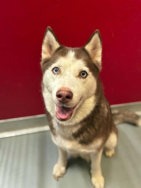 Photo of Sprite, adoptable Siberian Husky in Visalia, California