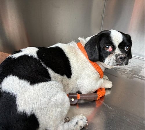 Photo of Cheesecake, adoptable Chihuahua in Phoenix, Arizona