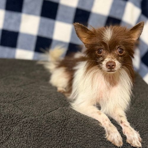Photo of Mickey, adoptable Pomeranian in Garland, Texas