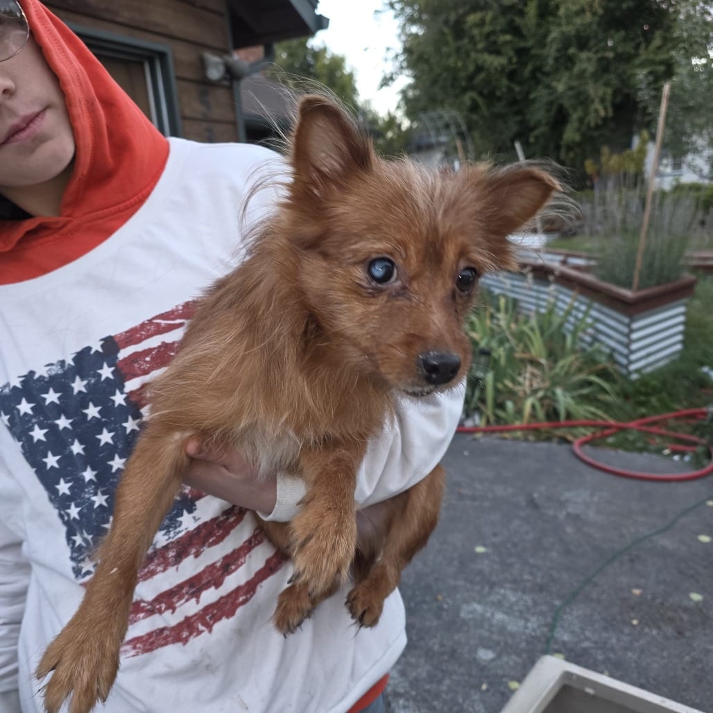 Photo of Booster, adoptable Mixed Breed (Small) in Bend, Oregon