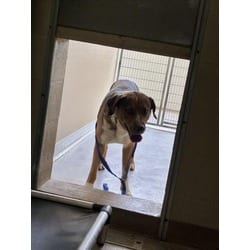 Photo of Charlie, adoptable Catahoula Leopard Dog in Texas City, Texas