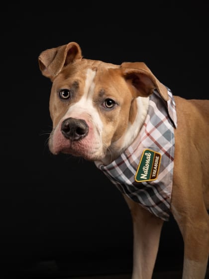 Photo of Romeo, adoptable dog in Atlanta, Georgia