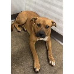 Photo of Raymond, adoptable American Pit Bull Terrier in San Bernardino, California