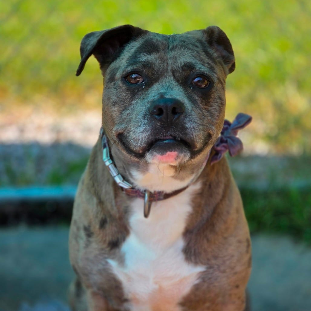 Photo of Layla, adoptable Mixed Breed (Medium) in Winfield, West Virginia