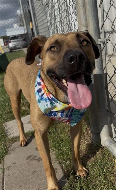 Photo of Deacon, adoptable Black Mouth Cur in Rosenberg, Texas
