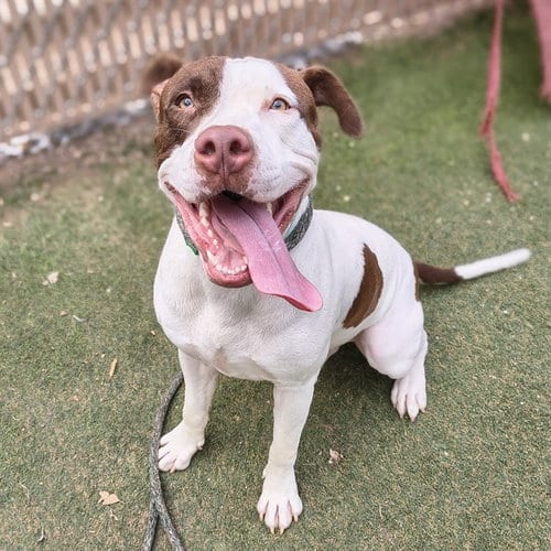 Photo of Pretzel, adoptable American Pit Bull Terrier in Phoenix, Arizona