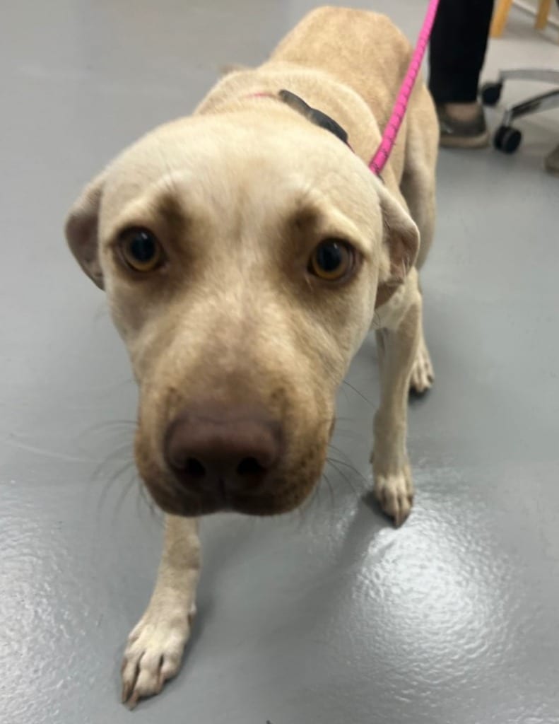 Photo of Sky, adoptable Terrier in Hartsville, South Carolina