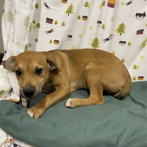 Photo of Cade, adoptable Labrador Retriever in Modesto, California