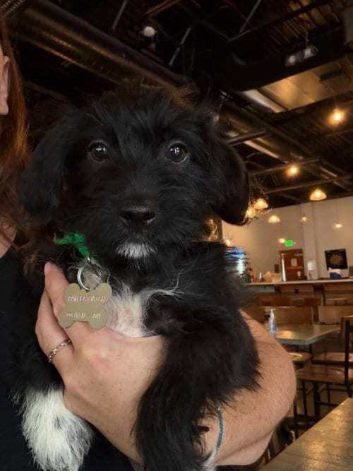 Photo of Bert - "B" Litter, adoptable Terrier in Holly Springs, North Carolina
