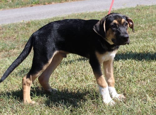 Photo of Vision 44166, adoptable Boxer in Prattville, Alabama