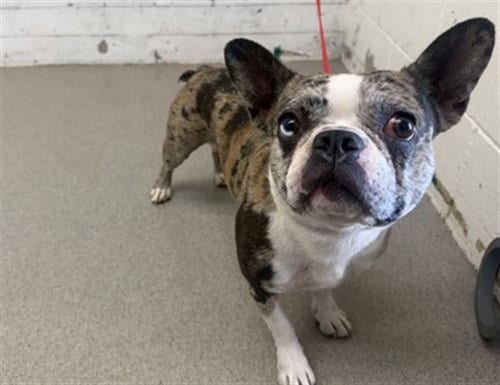 Photo of Droolius Caesar, adoptable French Bulldog in San Bernardino, California