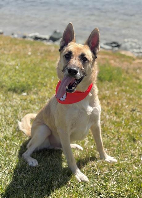 Photo of Behr, adoptable German Shepherd Dog in Fairfield, California