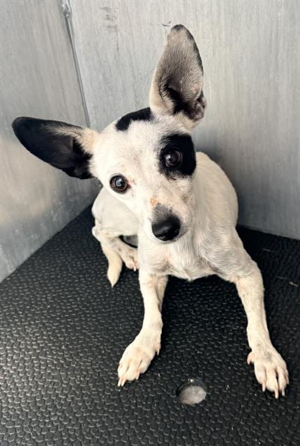 Photo of Tinker, adoptable Terrier in San Antonio, Texas