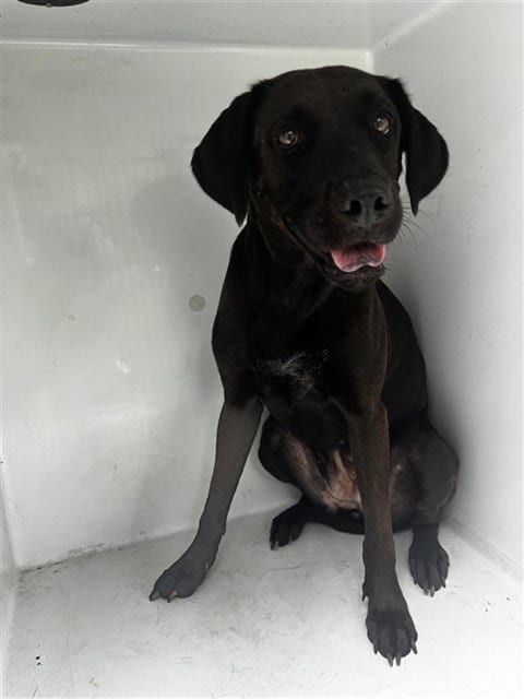 Photo of Sierra, adoptable Labrador Retriever in Houston, Texas