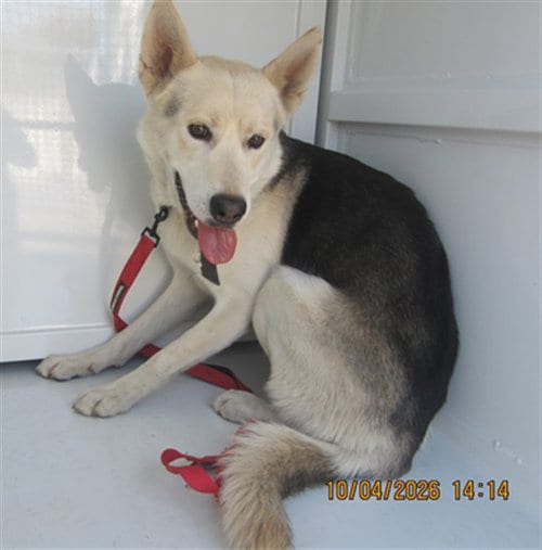 Photo of Nix, adoptable German Shepherd Dog in Los Angeles, California