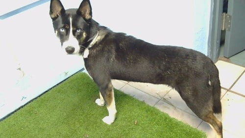 Photo of Sol, adoptable Siberian Husky in Gardena, California
