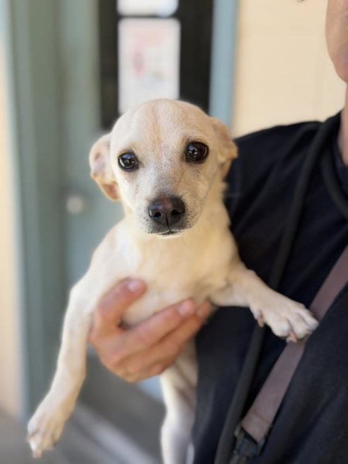 Photo of Libby, adoptable Chihuahua in Santa Maria, California