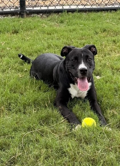 Photo of Duke, adoptable dog in Atlanta, Georgia