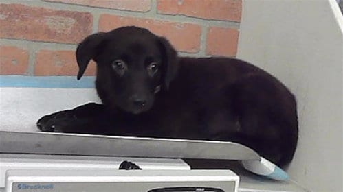 Photo of Aleina, adoptable German Shepherd Dog in Houston, Texas
