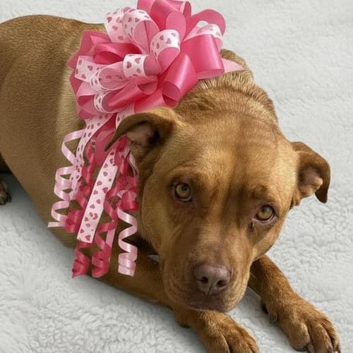 Photo of Tabitha, adoptable Terrier in Mobile, Alabama