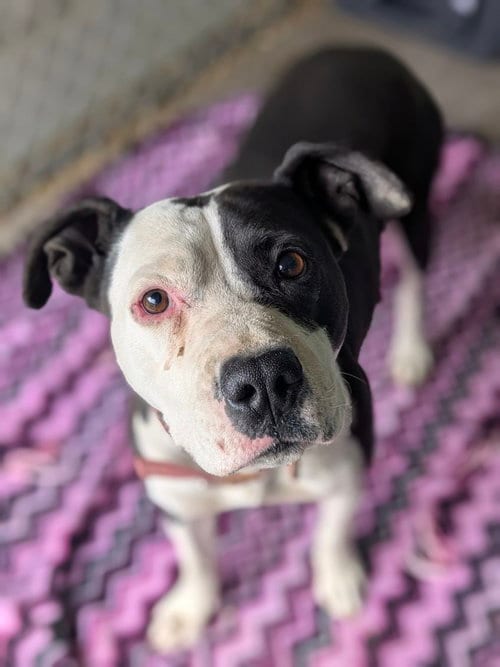 Photo of Panda, adoptable Pit Bull Terrier in Monte Vista, Colorado