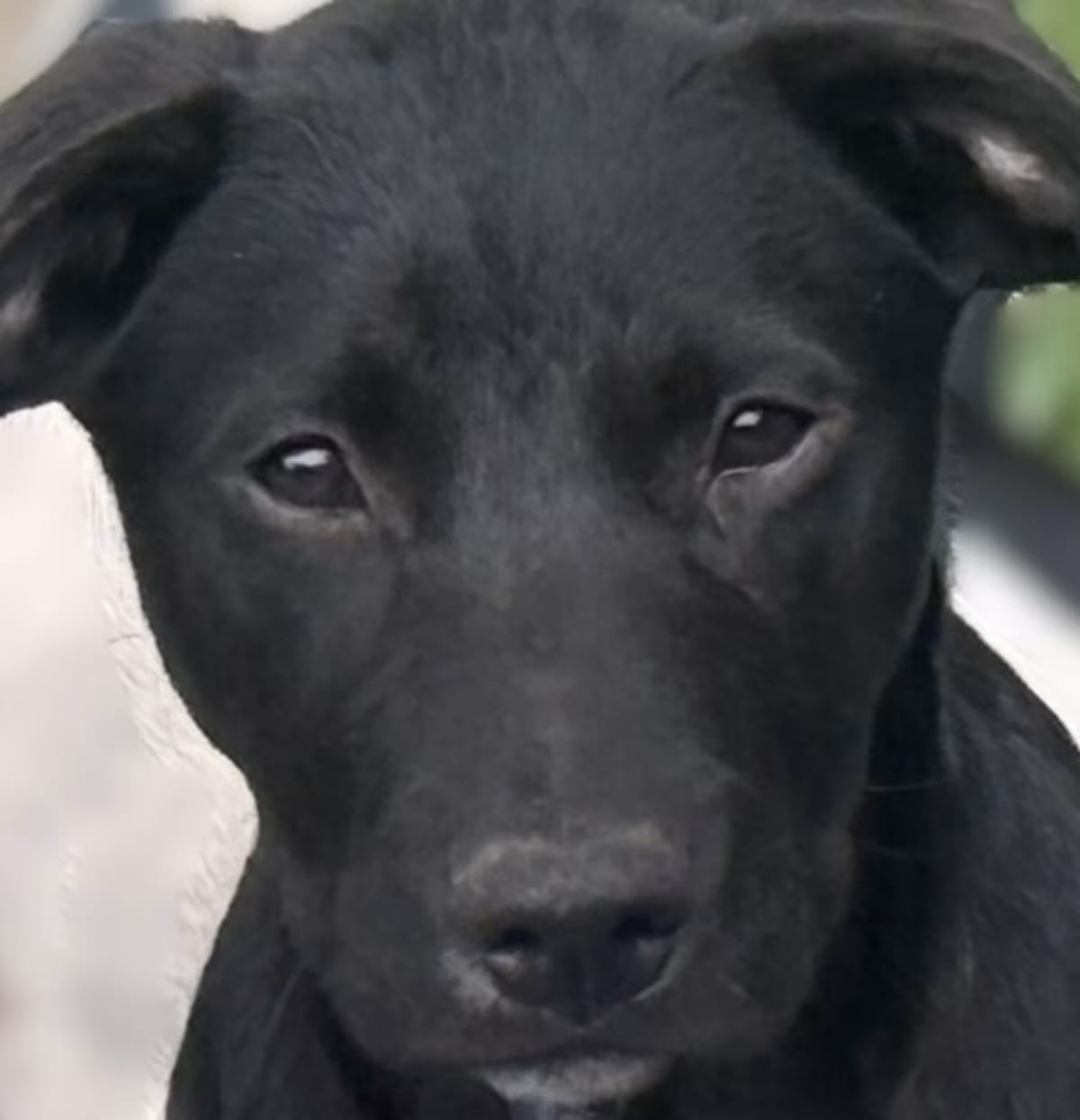 Photo of Zorro, adoptable Labrador Retriever in Hartwell, Georgia