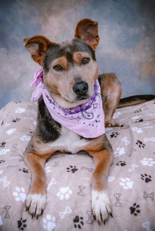 Photo of Sol, adoptable Australian Kelpie in Inglewood, California