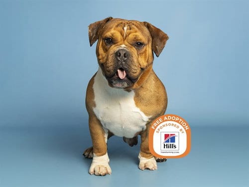 Photo of Goober, adoptable English Bulldog in Phoenix, Arizona