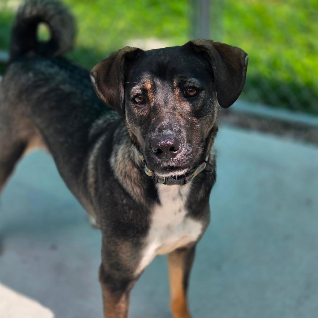 Photo of Jazmine, adoptable Mixed Breed (Medium) in Winfield, West Virginia