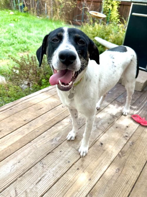 Photo of Chai, adoptable Border Collie in Salt Lake City, Utah