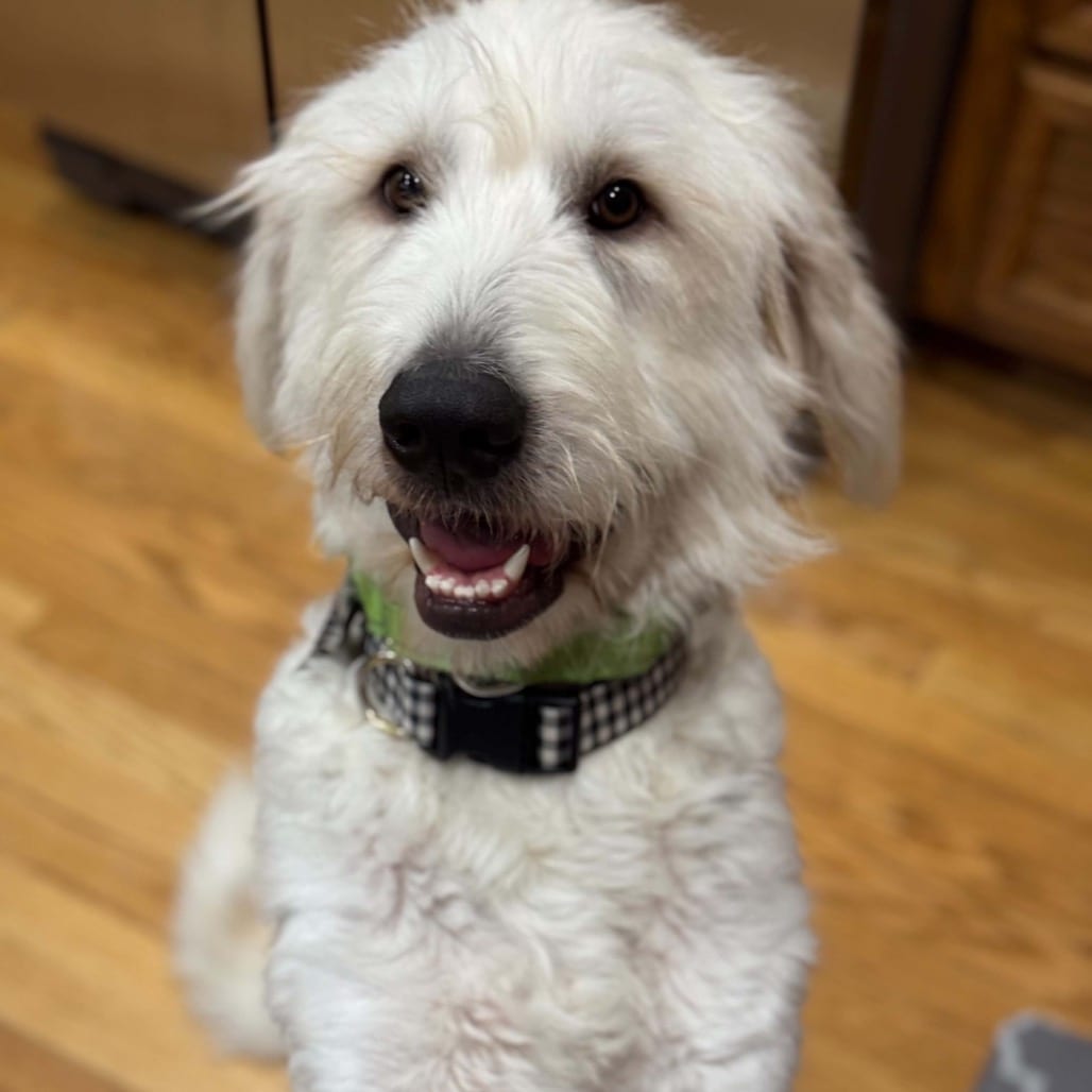 Photo of Fluffy, adoptable Pyrenees, Great / Mix in Buffalo, Minnesota