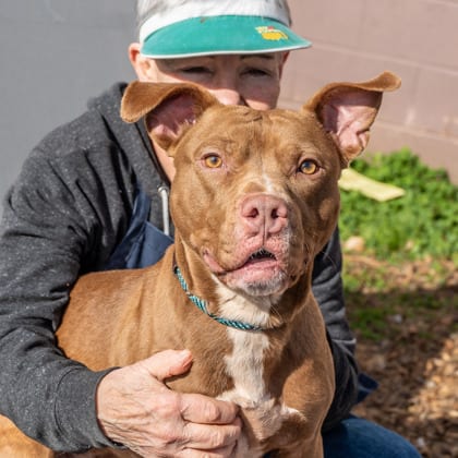 Photo of Teahan, adoptable dog in Chamblee, Georgia
